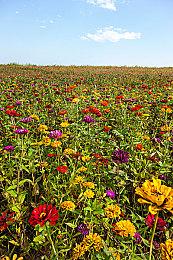 N网《剑星》这种Mod下载量第一 玩家身体很诚实！